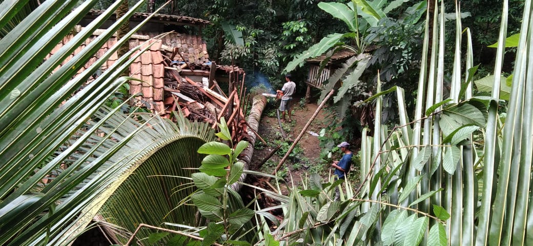 Pohon Kelapa Timpa Rumah Warga di Gunung Rego
